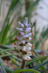 Muscari macrocarpum albinos