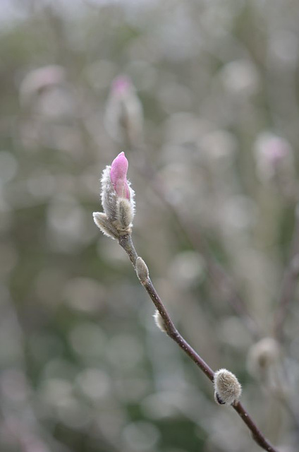 Magnolia loebneri 'leonard messel'