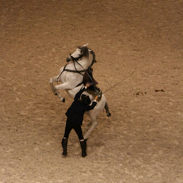 Cabré rênes longues