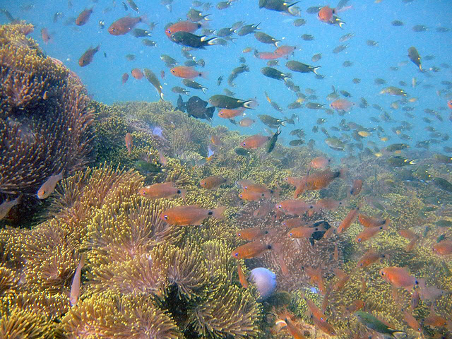 Under water life near Phi Phi island