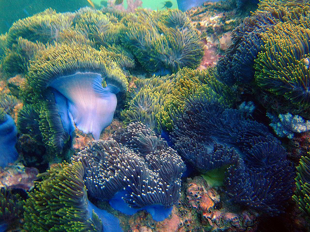 Colorful anemone plants