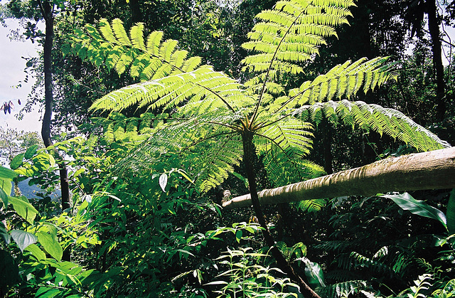 La trace des jésuites Martinique 2006