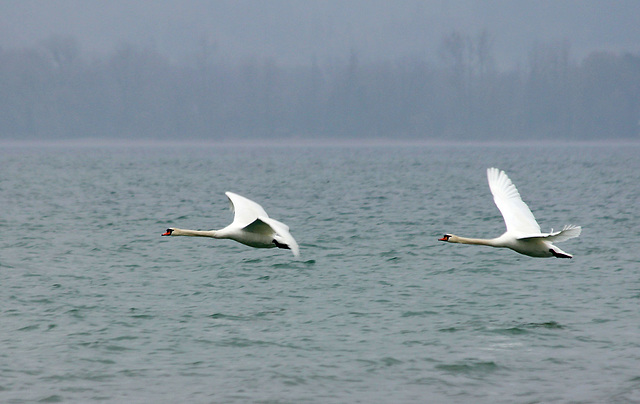 Gleitflug