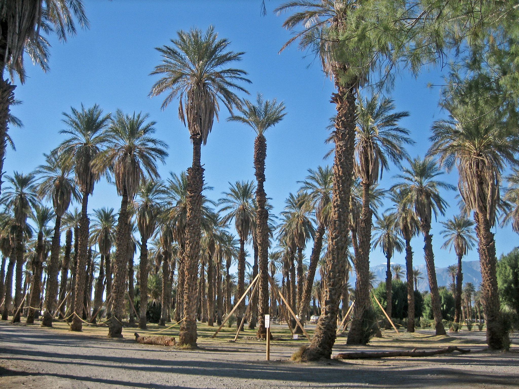 Furnace Creek Date Palm Restoration (8546)