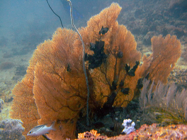 Fan coral in its nice color