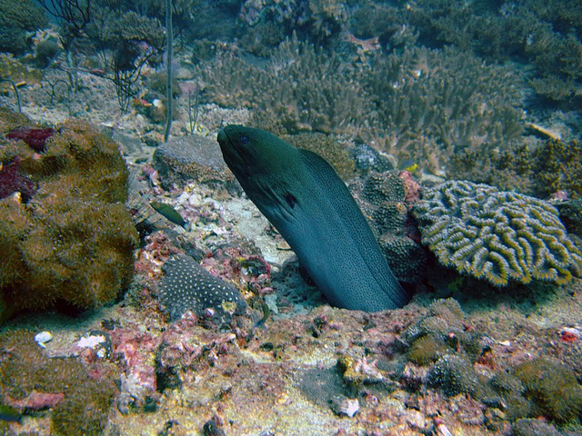Moray eel curiously looking out