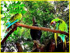 Duo de  perroquets multicolores / Colourful parrots duo - December 29th 2006 / Disneyworld - Modifié avec Microsoft editor.