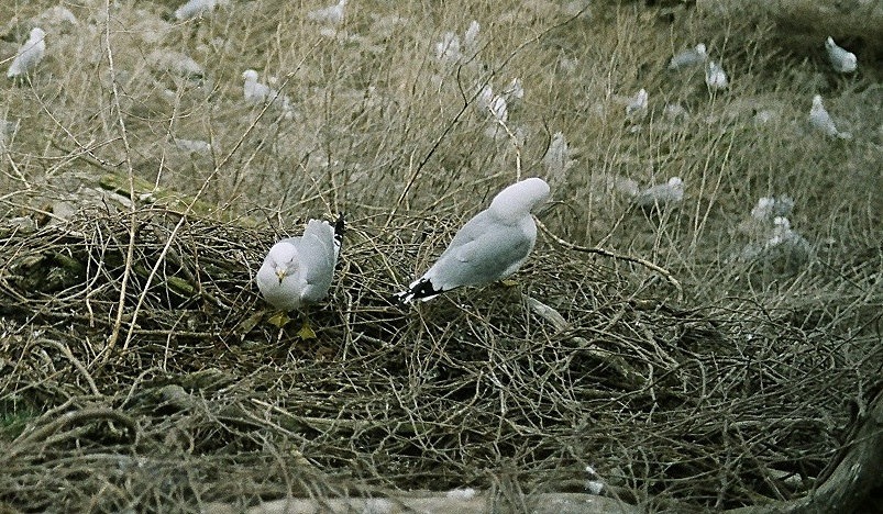 See Gulls