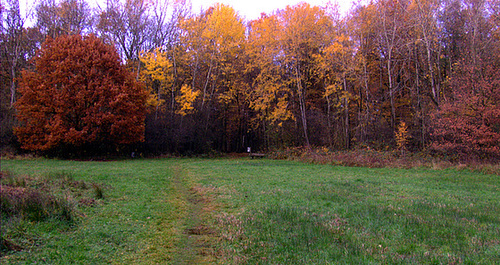 Herbstliche Waldlichtung