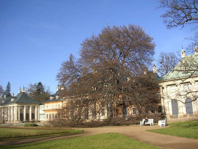 Die farnblättrige Rotbuche