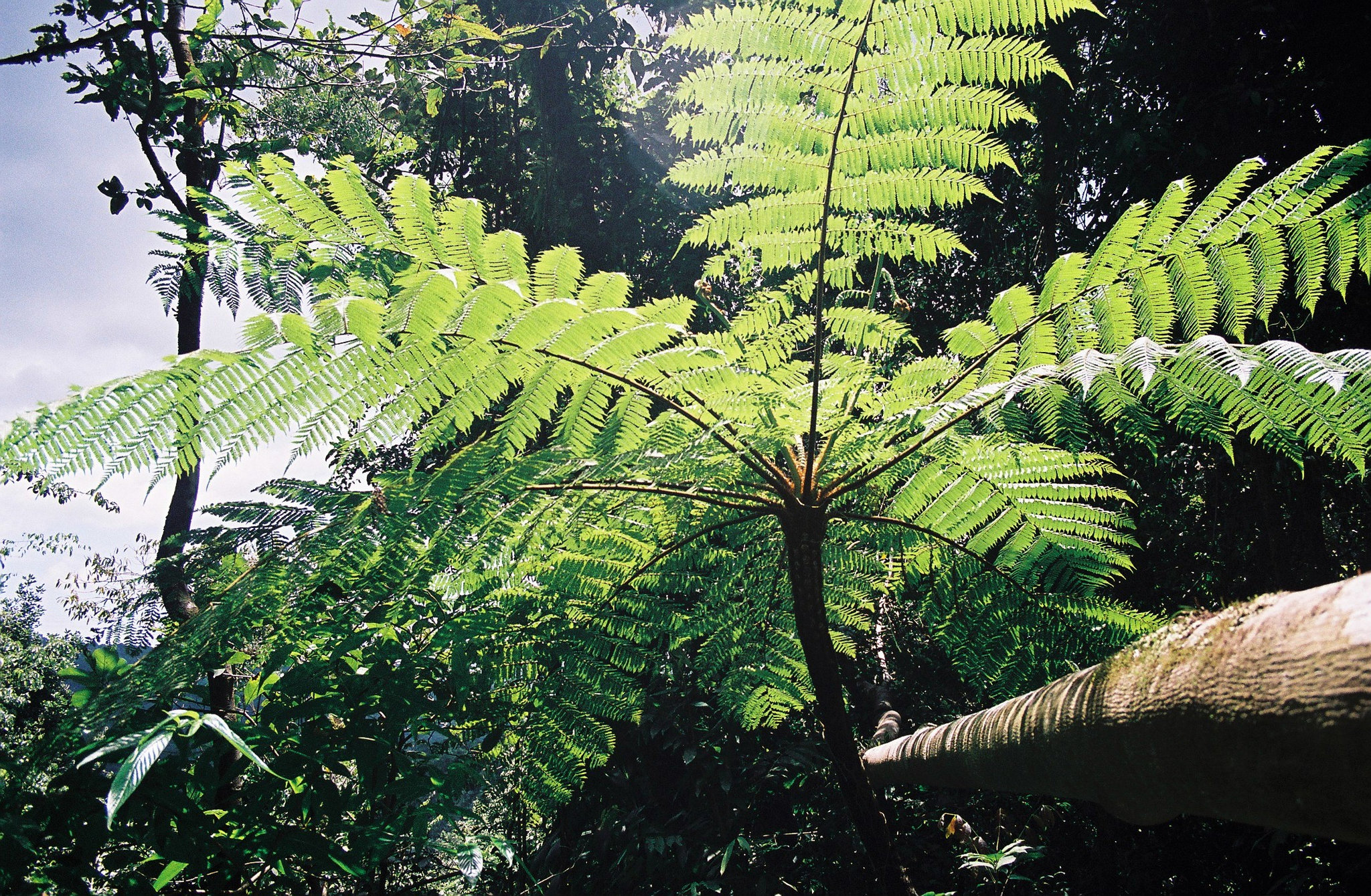 La trace des jésuites Martinique 2006