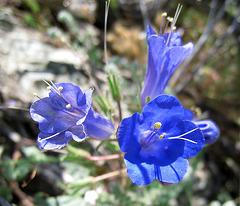 Canterbury Bells (0577)