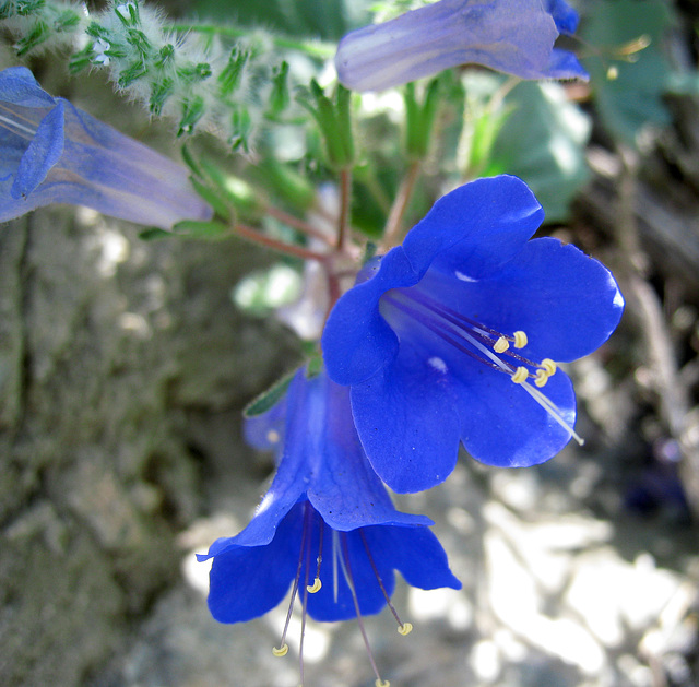 Canterbury Bells (0579)