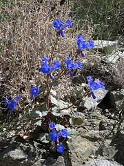 Canterbury Bells (0580)