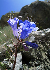 Canterbury Bells (0582)