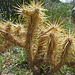 Cholla (0569)