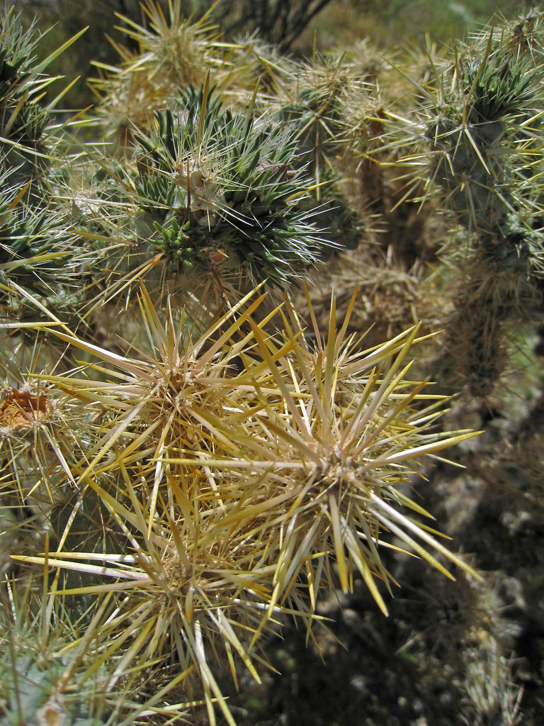 Cholla (0603)