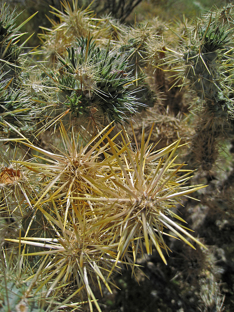 Cholla (0603)