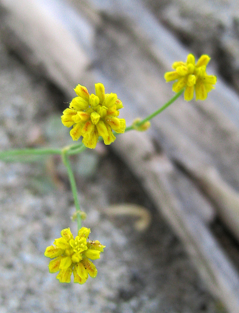 Little Yellow Flower In Question (0591)