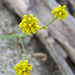 Little Yellow Flower In Question (0591)