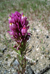 Owl's Clover (0586)