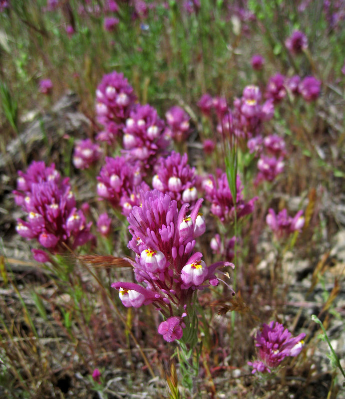 Owl's Clover (0597)