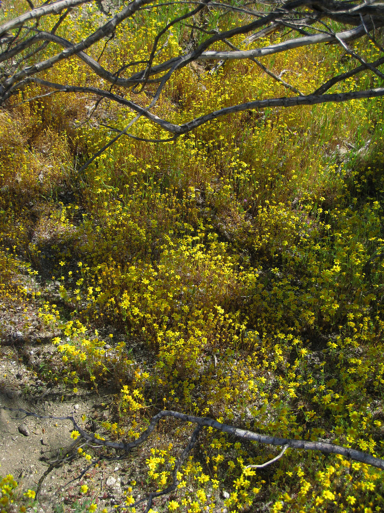 Yellow (0604)