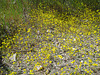 Yellow Flowers (0573)