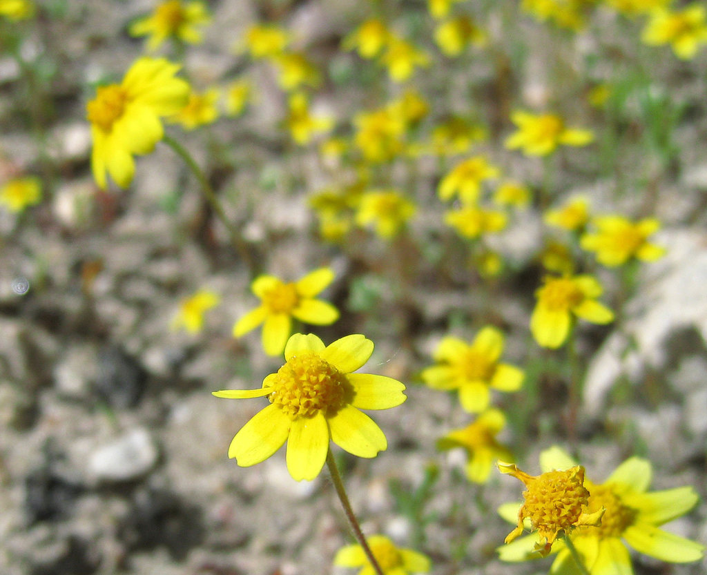 Yellow Flowers (0574A)