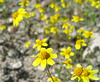Yellow Flowers (0574A)