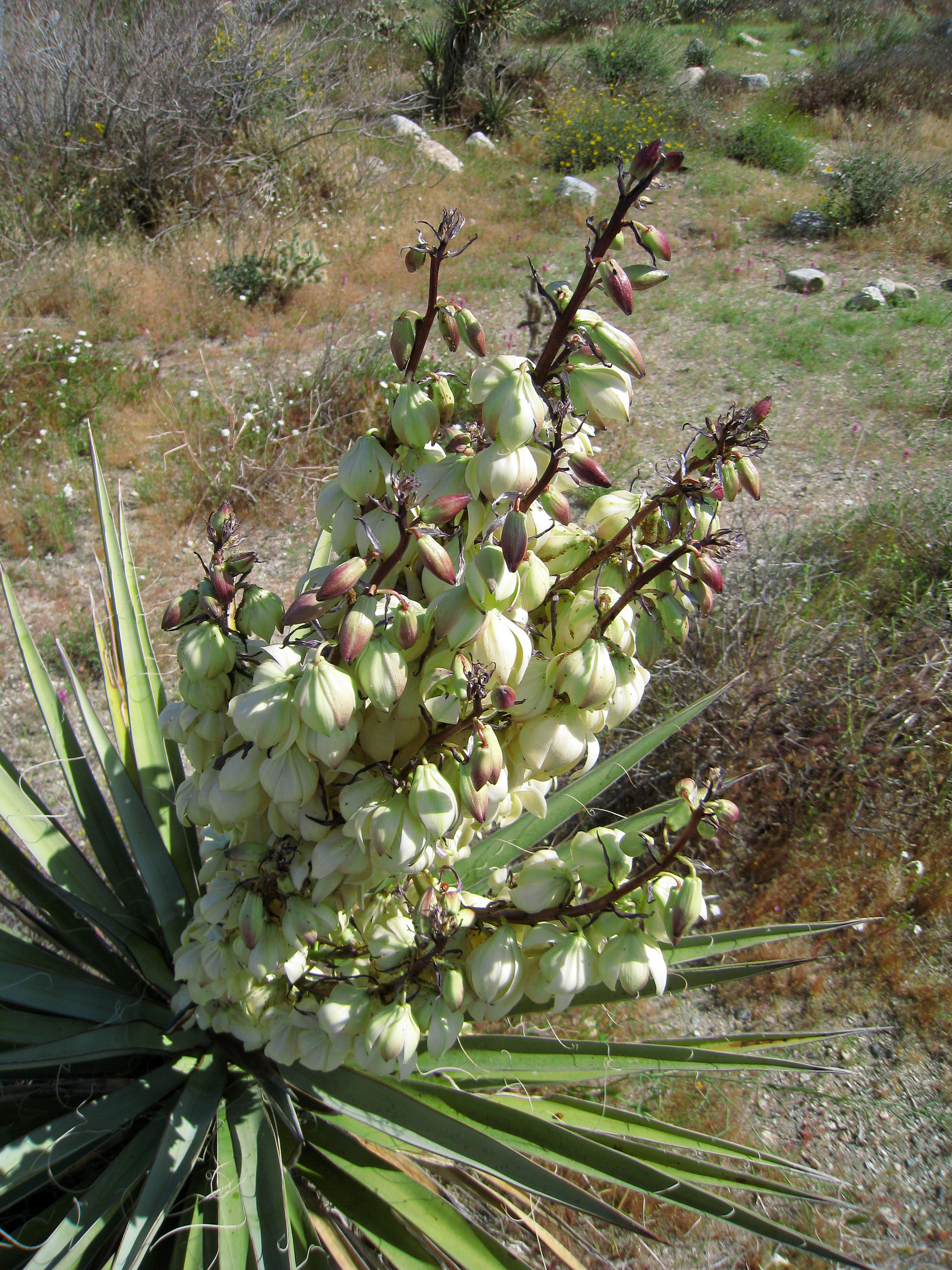 Yucca (0566)