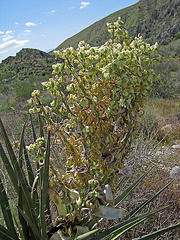 Yucca (0602)