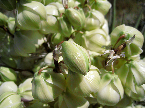 Yucca Flowers (0570)