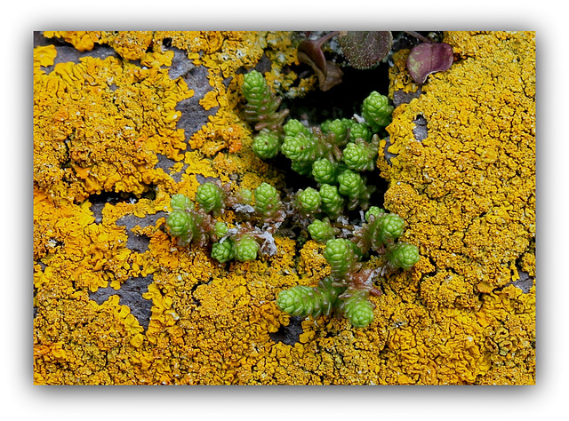 Sedum âcre dans son écrin de Lichen