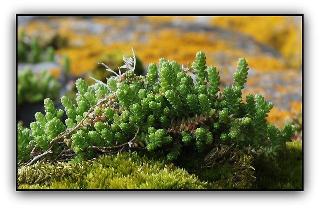 Sedum âcre