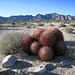 Barrel Cactus in Camp Iron Mountain (0093)