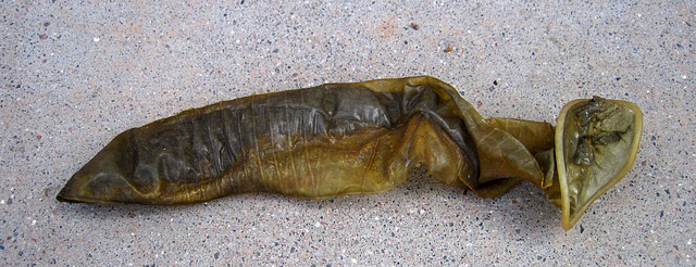 Paleontological Used Condom (4335)