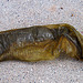 Paleontological Used Condom (4335)