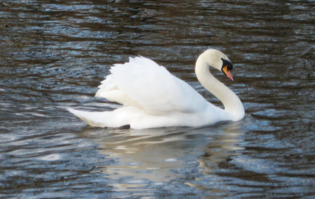 Swan en route