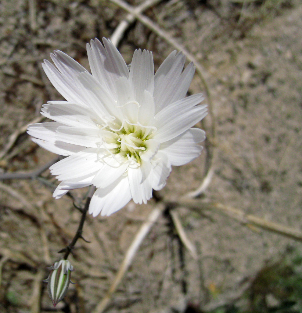 Flower at Camp Iron Mountain (0060)