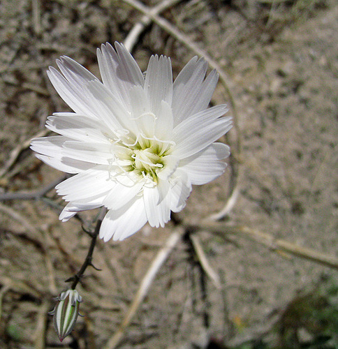 Flower at Camp Iron Mountain (0060)