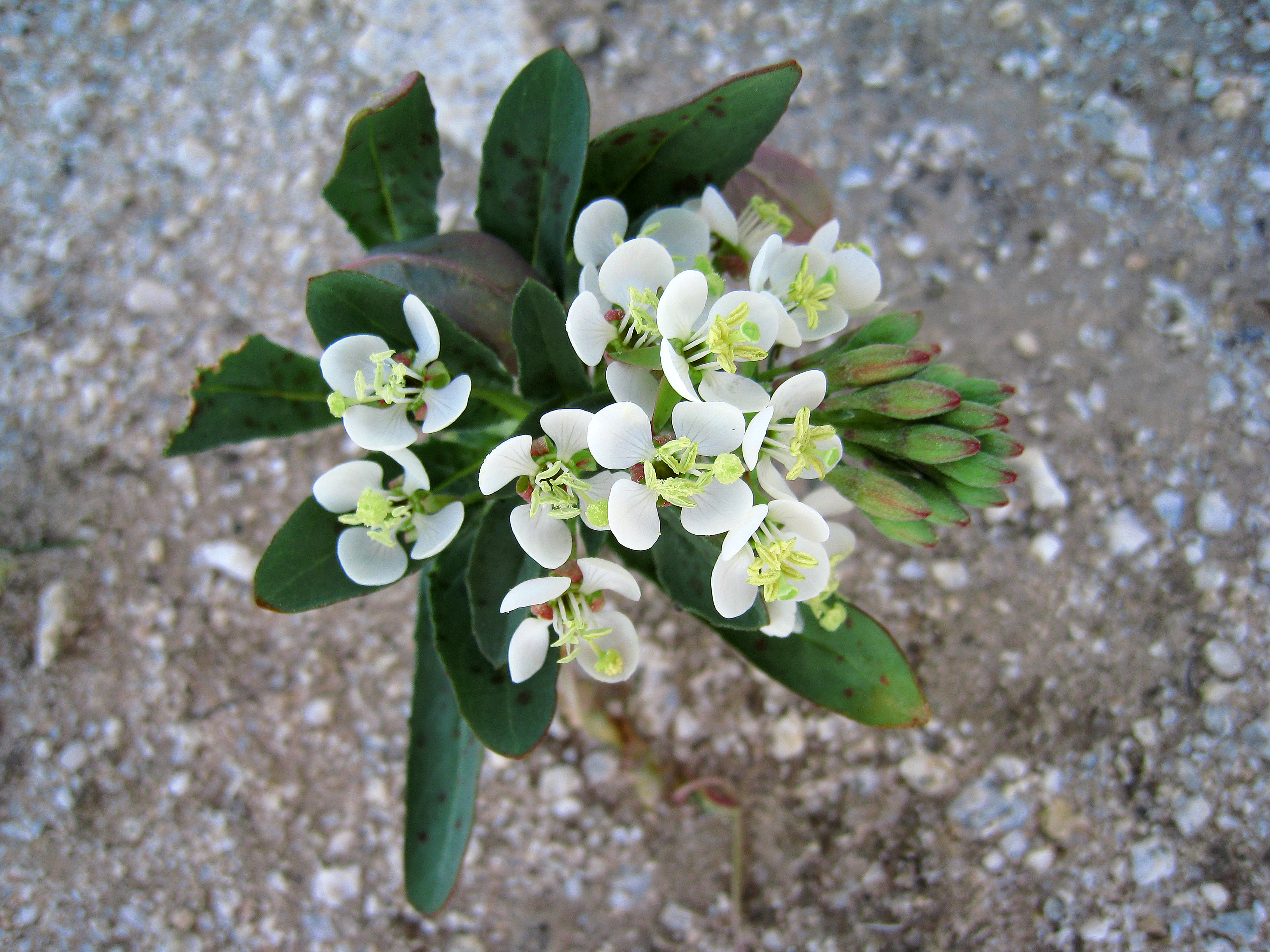 Flower in Camp Iron Mountain (0135)