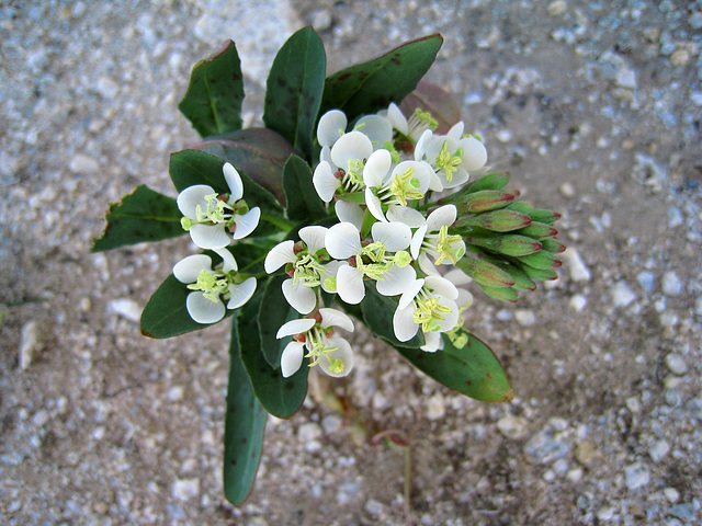 Flower in Camp Iron Mountain (0135)