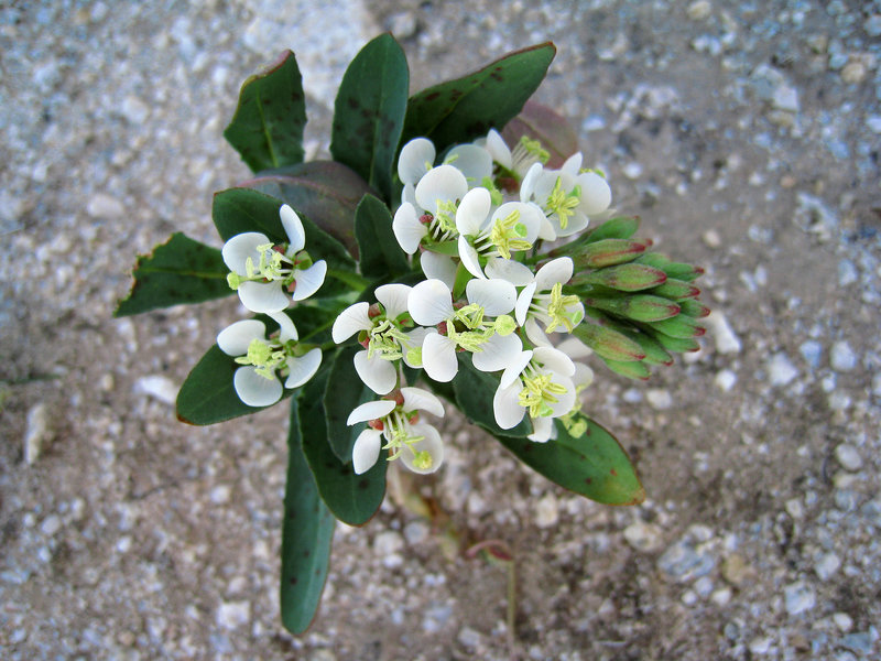 Flower in Camp Iron Mountain (0135)