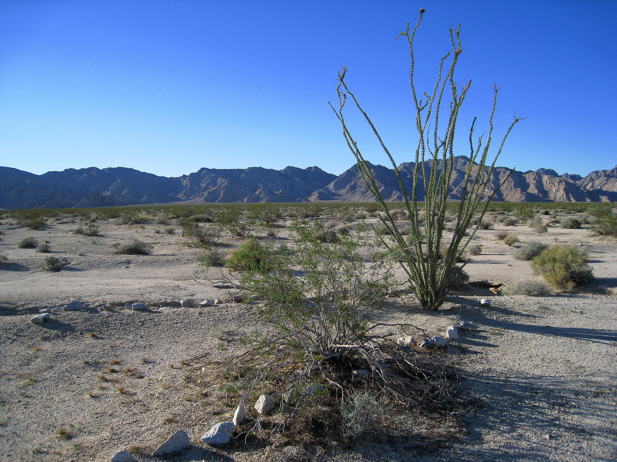 Ocotillo in Camp Iron Mountain (0094)