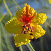 Palo Verde Bloom (0058)