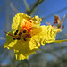 Palo Verde Bloom (0059)