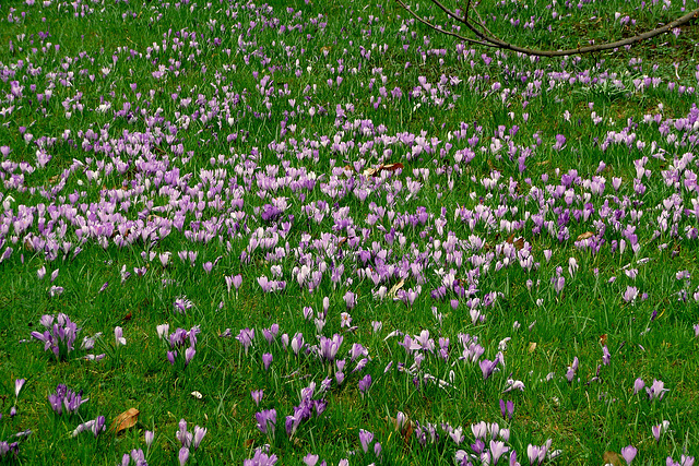 Die Krokoswiese im  Schloßpark Pillnitz