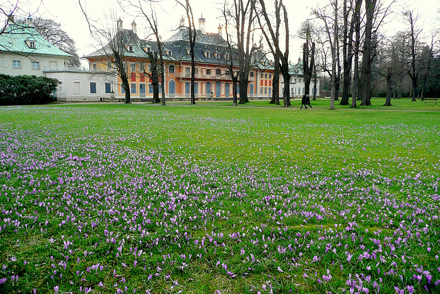 Die Krokoswiese im  Schloßpark Pillnitz