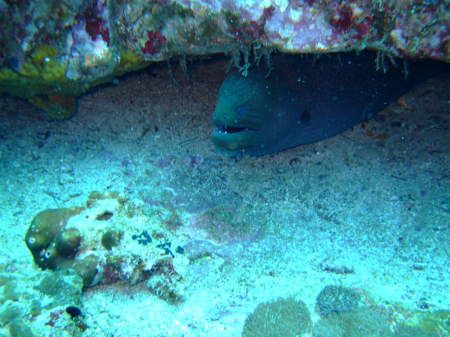 Moray looks out its housing